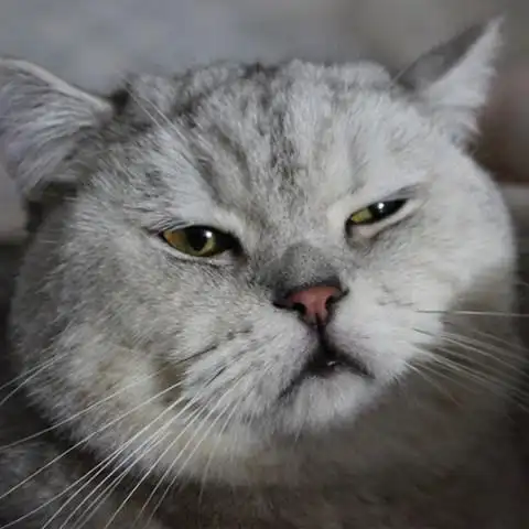 加菲猫脸大?英短表示不服!网友:大连,太原!