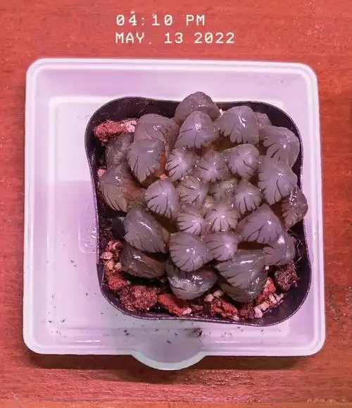 新到家的紫姬玉露