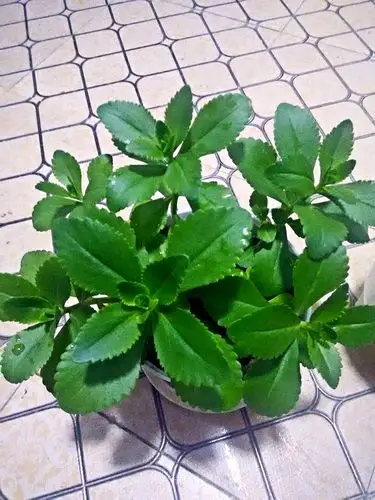 万能的百度,有谁告诉我这是什么植物