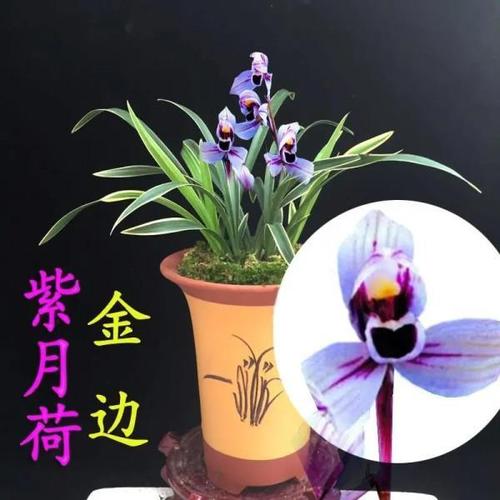 优等货兰花 紫月荷 四季兰建兰矮种金边兰花浓香花卉室内绿植免邮