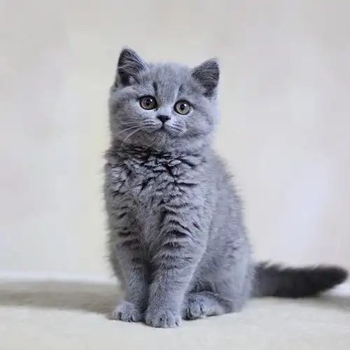 蓝猫英国短毛幼猫宠物猫英活体小猫活物英短猫咪