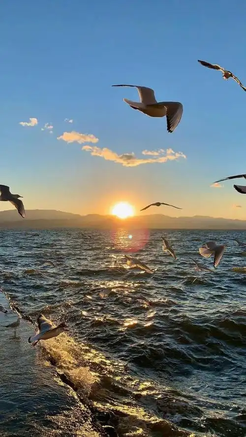 壁纸丨唯美日出,海鸥掠过