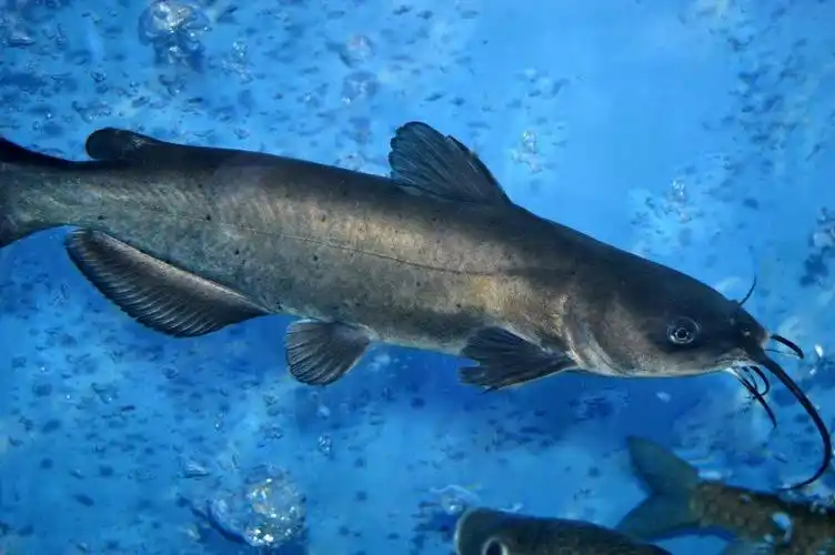 98元/500g      菜单建议:清蒸豆豉钳鱼