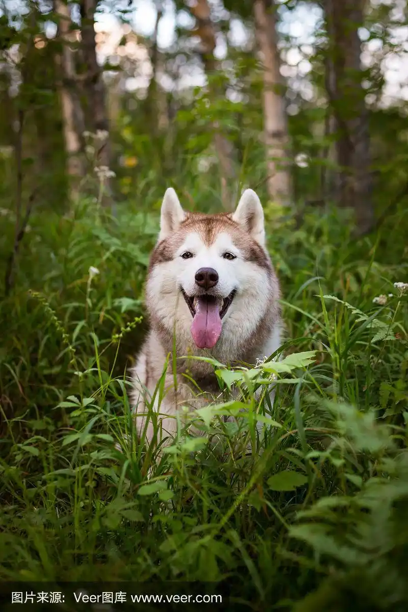 微笑的哈士奇狗的肖像与棕色眼睛坐在绿色蕨类草在日落