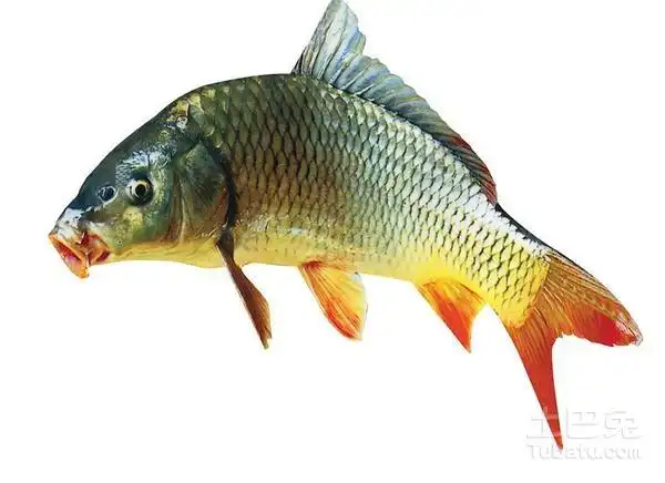 多种类的小鲤鱼