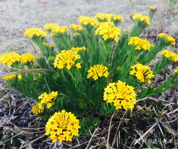这花漂亮吧,传说中的断肠草(狼毒花)的兄弟——小狼毒[得意]