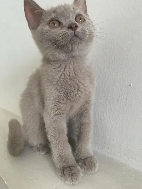 丁香色英短猫咪马来西亚