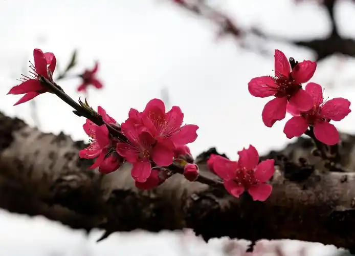 早春十里桃花醉