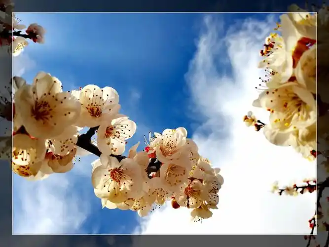 从朔州杏花盛开到唯美杏花古诗12首,名诗词32句之赏析