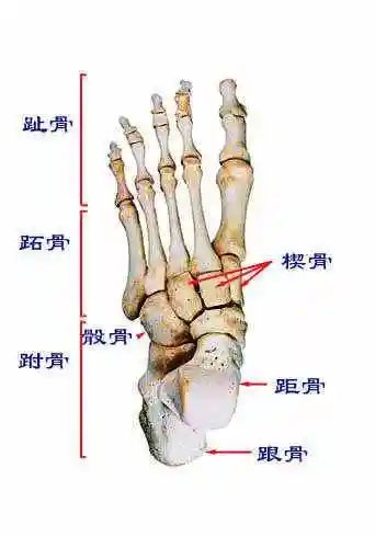 跑步后脚掌(脚底板)外侧疼是怎么回事? - 知乎