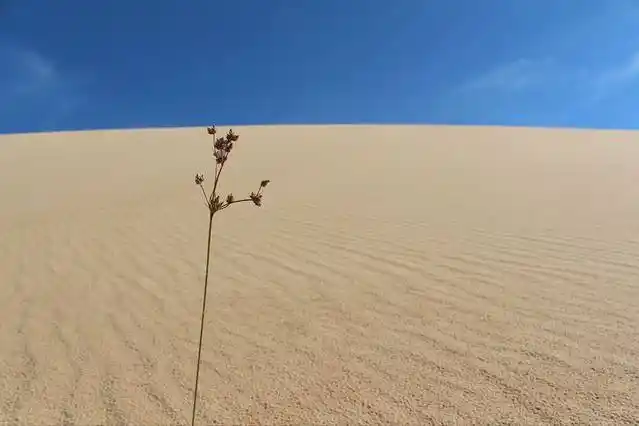 沙漠中的一根救命稻草