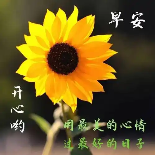 8张最新漂亮夏日早安问候动态鲜花表情图片创意唯美夏日早上好问候