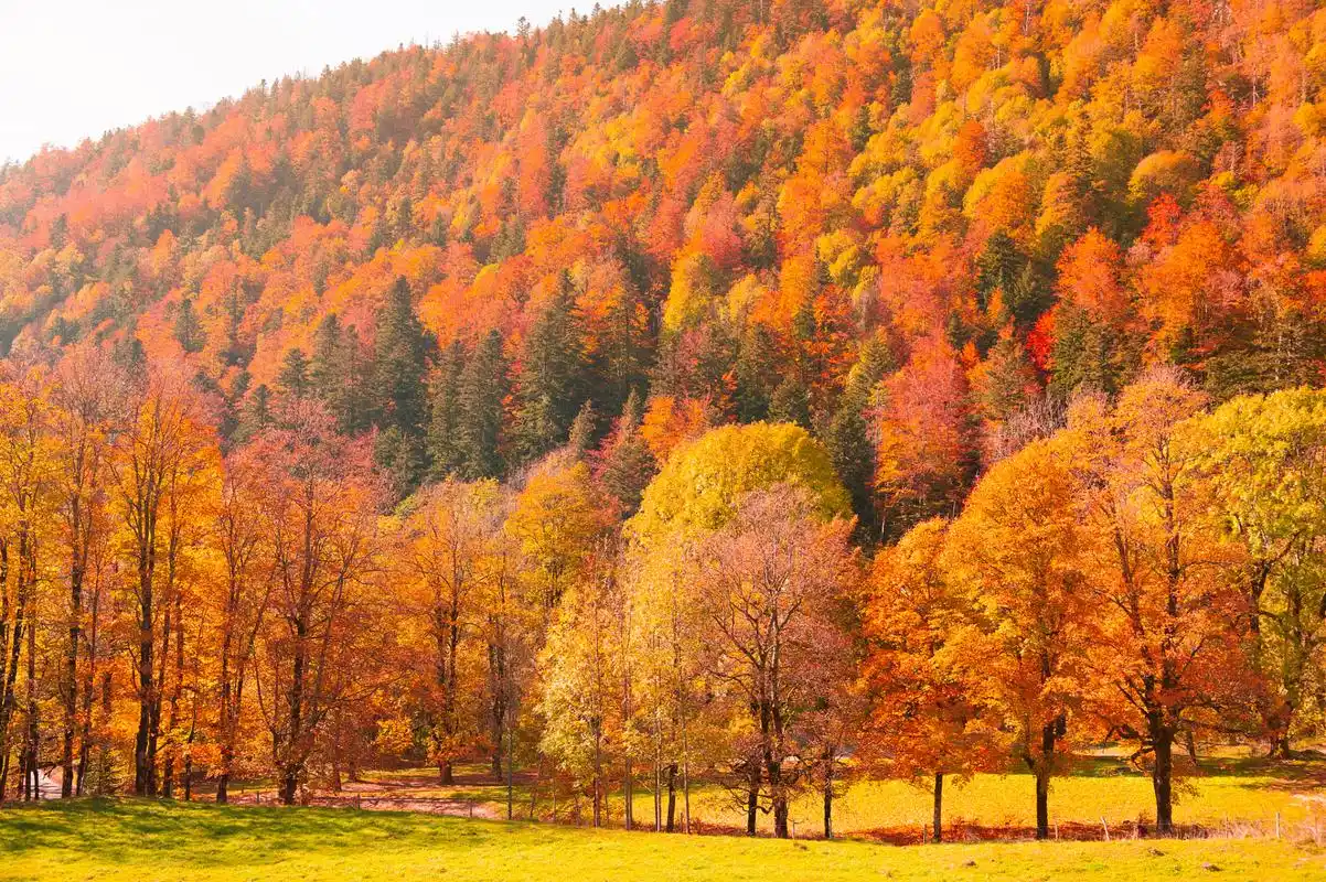 漫步重庆秋天风景,感受大自然的魅力 重庆,这座山城,不仅以其壮丽的