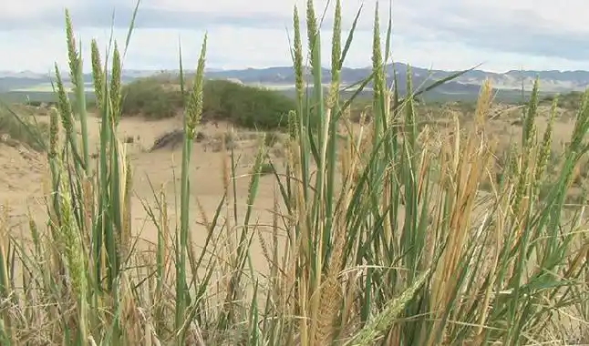p>赖草属是被子植物门小麦族下的一个属,约30余种,分布于北半球温寒