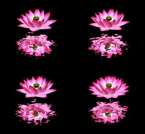 荷花倒影莲花自转_1300x1200_高清视频素材下载(编号:2243686)_影视