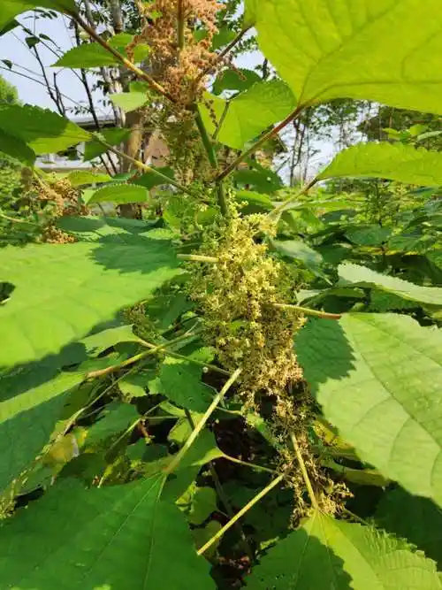 苎麻的第一个作用,当柴烧