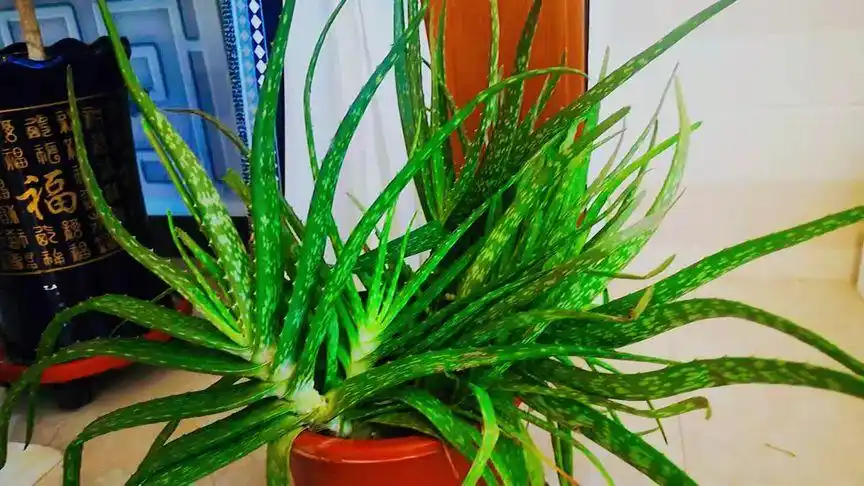 中华芦荟又叫斑纹芦荟,它不仅可以食用还有美容的功效