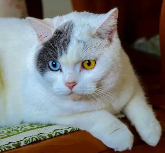 混血异瞳猫