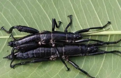 不能吃的"树龙虾",其独特,强壮的后肢,或与交配有关!