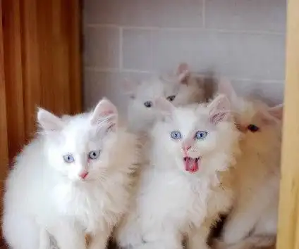 波斯猫500转让两只白色波斯猫,萌萌求抱走