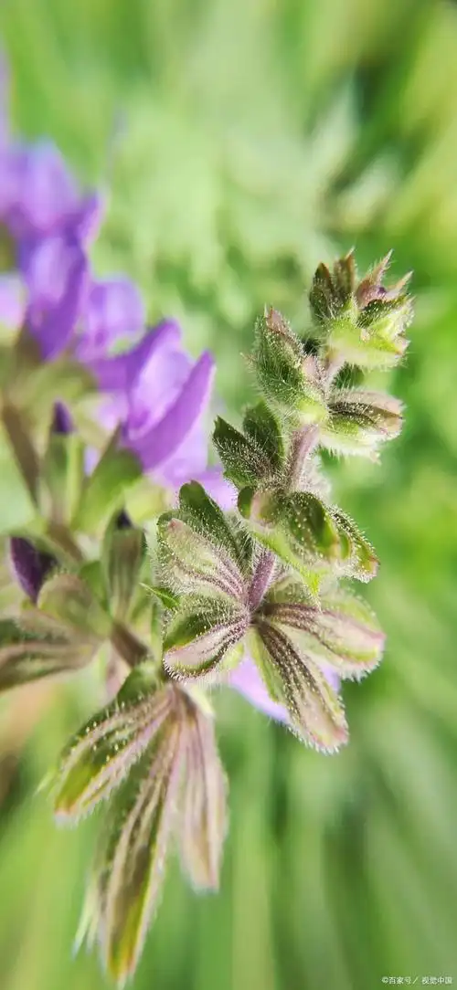 探秘夏枯草:一种神奇的植物