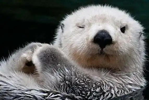 海洋生物十大可爱生物海洋之舟排第二第七名为萌萌哒