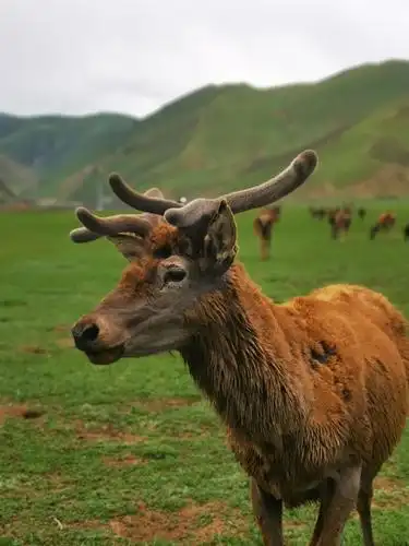 马鹿,中国保护动物红色目录中的珍稀动物_高清图集_新浪网