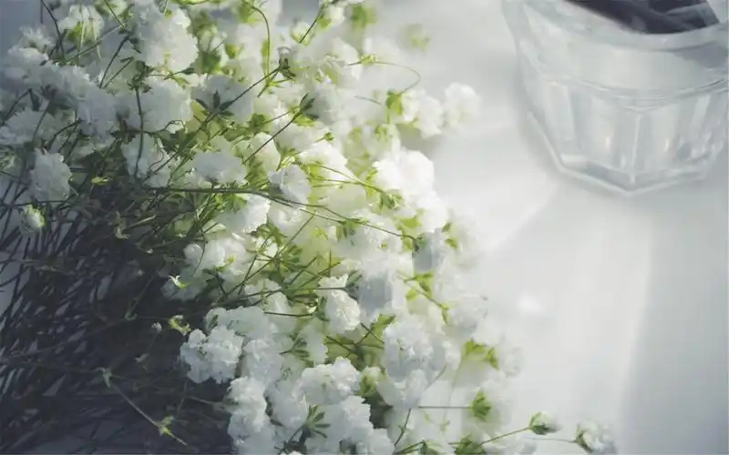 满天星唯美花语高清桌面壁纸