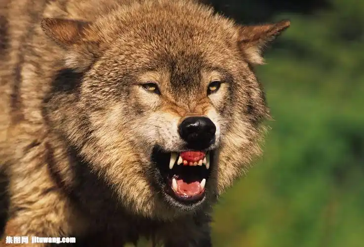 发怒的狼图片