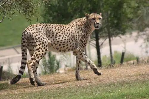 cheetah on the prowl