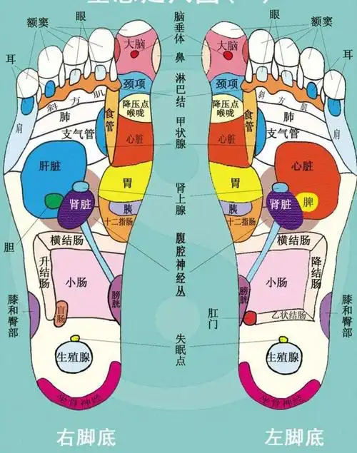 反射区足部乃是经络运行气血,联系脏腑,沟通内外上下的重要起止部位