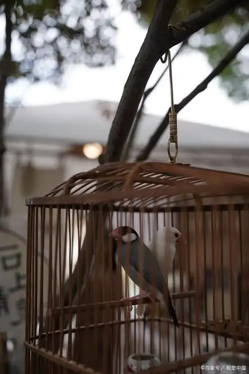 越是难熬,越渴望自由