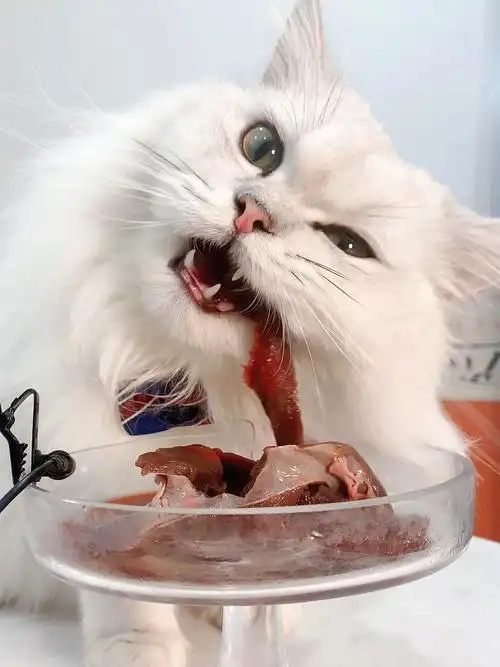猫咪吃播牛心生骨肉条可太有嚼劲了吧
