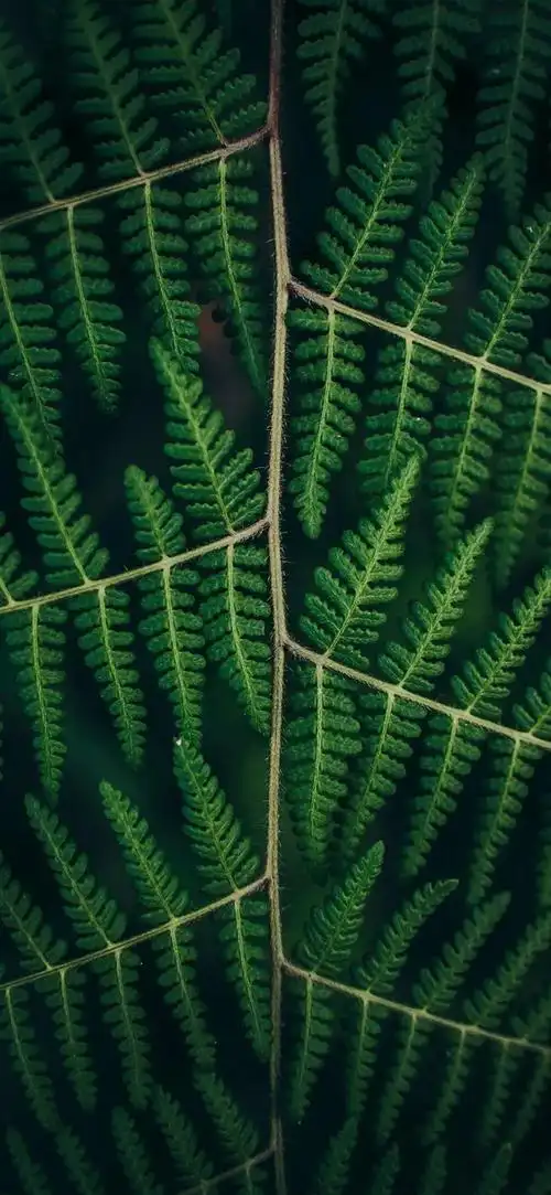 深绿色植物壁纸(如图)