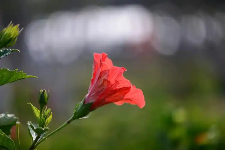 清新脱俗扶桑花