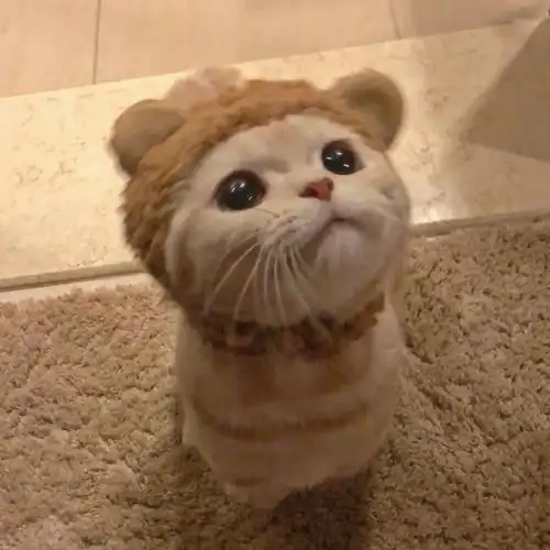 网红猫表情包白色的猫一脸懵的表情包萌萌哒的猫咪表情包来一波