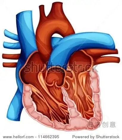 illustration of a human heart cross section - 图