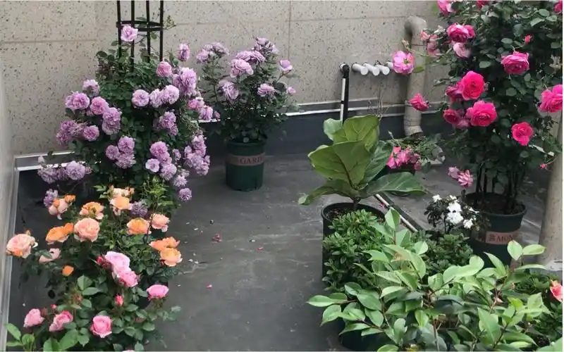 天方夜谭,婚礼之路,艾莎,切花朱丽叶,蓝雨和蓝暴——娜家小花园月季