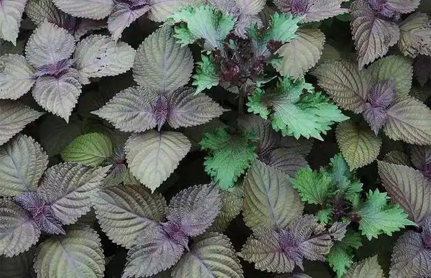 "入伏吃3草,苦夏病不扰",7月15日入伏,3种"养生草"该吃了