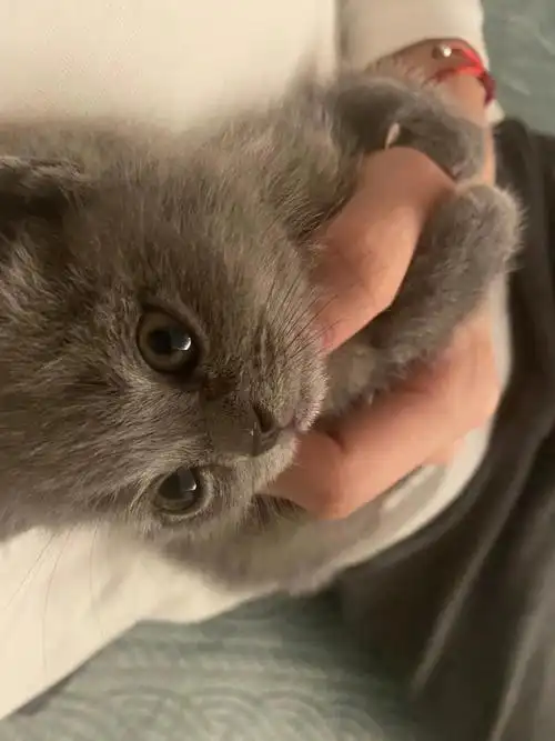 英短蓝猫有想养的吗