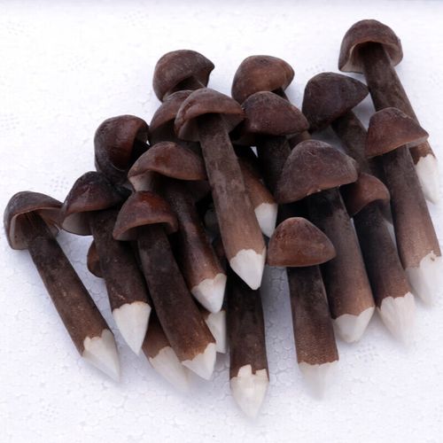 禾澹2023新鲜黑皮鸡枞菌云南特产野生菌素食火锅食用菌营养蘑菇500g