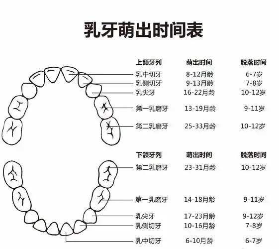 宝宝的牙齿到底什么时候出?
