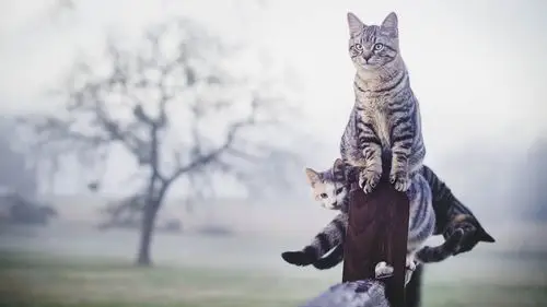 霸气灰色猫咪壁纸