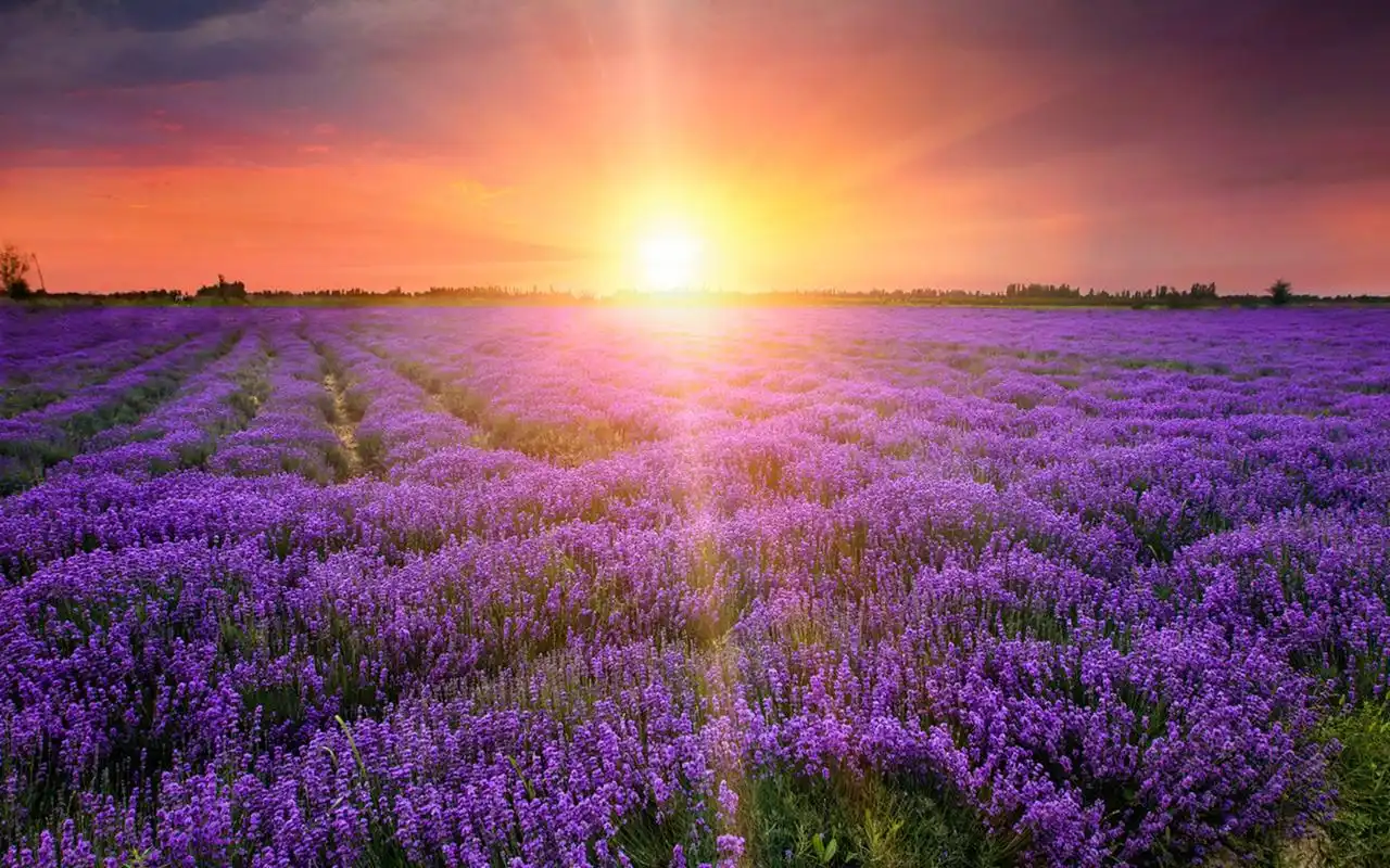 唯美薰衣草风景图片桌面壁纸