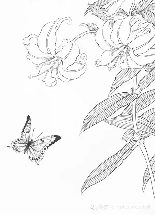 国画基础教程工笔蝴蝶画法与线描画谱