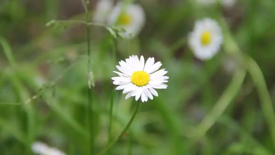 美丽的小雏菊,高清图片,电脑桌面-壁纸族