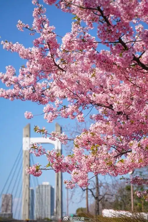 春游季##记录旅行