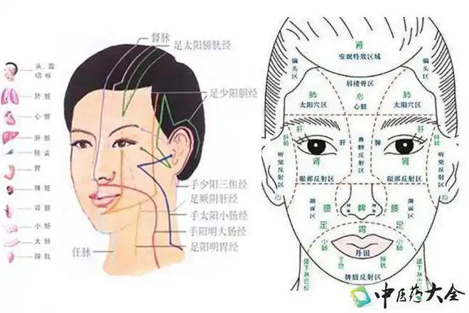 首先我们的脸上汇聚着十二条身体经络,有手阳明,手太阳,手少阳,足太阳