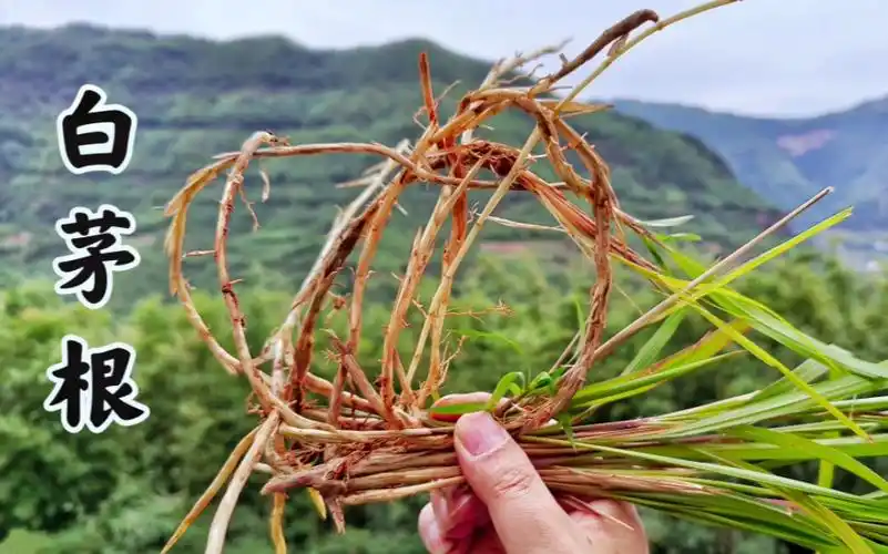 白茅根:曾是农村娃的零食,如今成广东人的凉茶,挖一些回家晒干