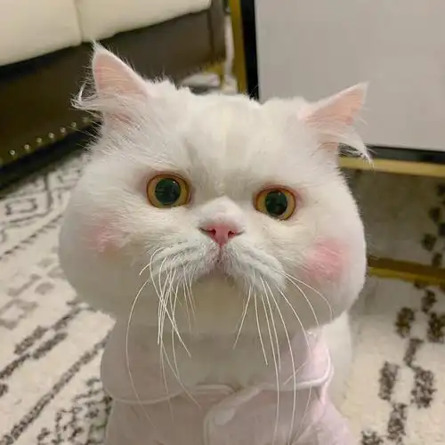 超可爱猫咪系列头像